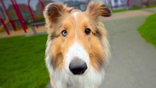 Cool &amp; Cloudy Spring Morning Walk 🌥️🐾 | Peaceful Start with Miley