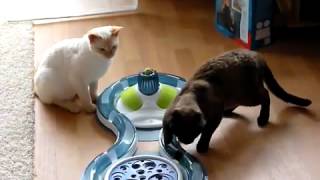 Apollo und Helo spielen mit ihrem Catit Design Senses(Полный набор CATIT DESIGN SENSES включает в себя два игровых круга, когтеточку и массажный центр (четыре предмета)...., 2012-06-29T16:34:31.000Z)