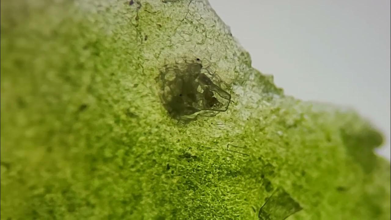 Cucumber skin under a microscope YouTube