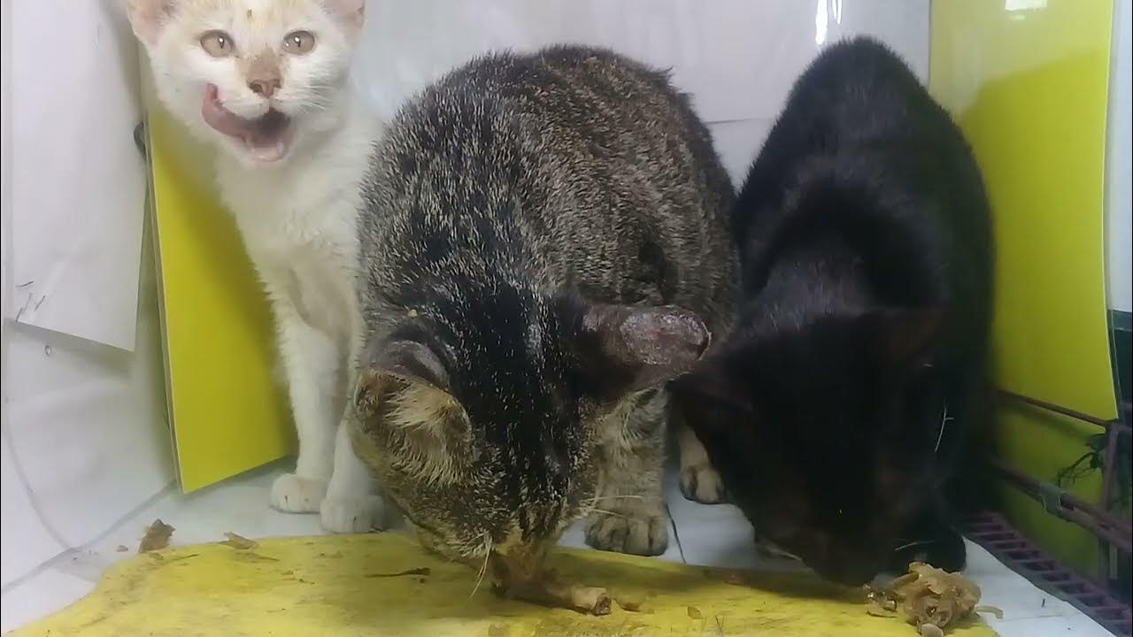 2-female-cats-and-1-male-cat-line-up-in-the-room-and-eat-together-tense