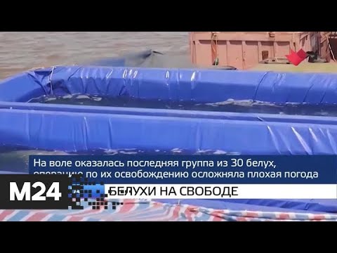 "Москва и мир": зеленая столица и белухи на свободе - Москва 24