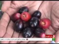 Iran Nik Shahr County Jam Fruit Picking برداشت ميوه جم شهرستان نيكشهر ايران Iran Nik Shahr County Jam Fruit Picking برداشت ميوه جم شهرستان نيكشهر ايران
