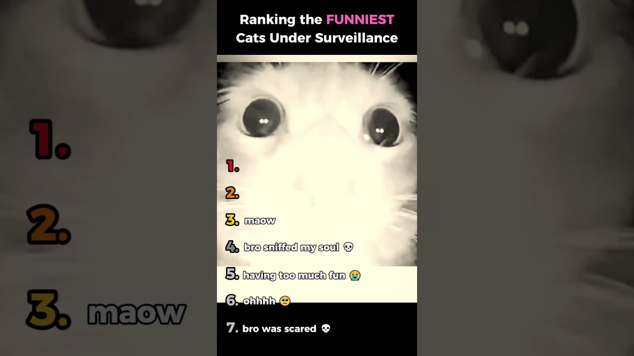 Ranking Funniest Cats Under Surveillance 