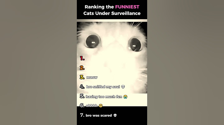 Ranking Funniest Cats Under Surveillance 🎥