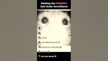 Ranking Funniest Cats Under Surveillance 🎥
