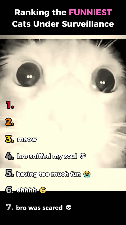 Ranking Funniest Cats Under Surveillance 🎥