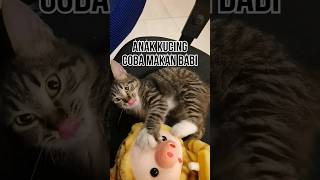 Anak kucing coba makan babi.Kucing lucu.Kucing main boneka#cutecat#funnycat#catplaying#kucingkampung