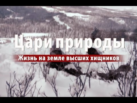 ЦАРИ ПРИРОДЫ: ЖИЗНЬ НА ЗЕМЛЕ ВЫСШИХ ХИЩНИКОВ