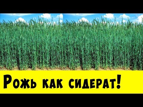 РОЖЬ КАК СИДЕРАТ!!! Обязательно посадите её у себя на огороде!!!