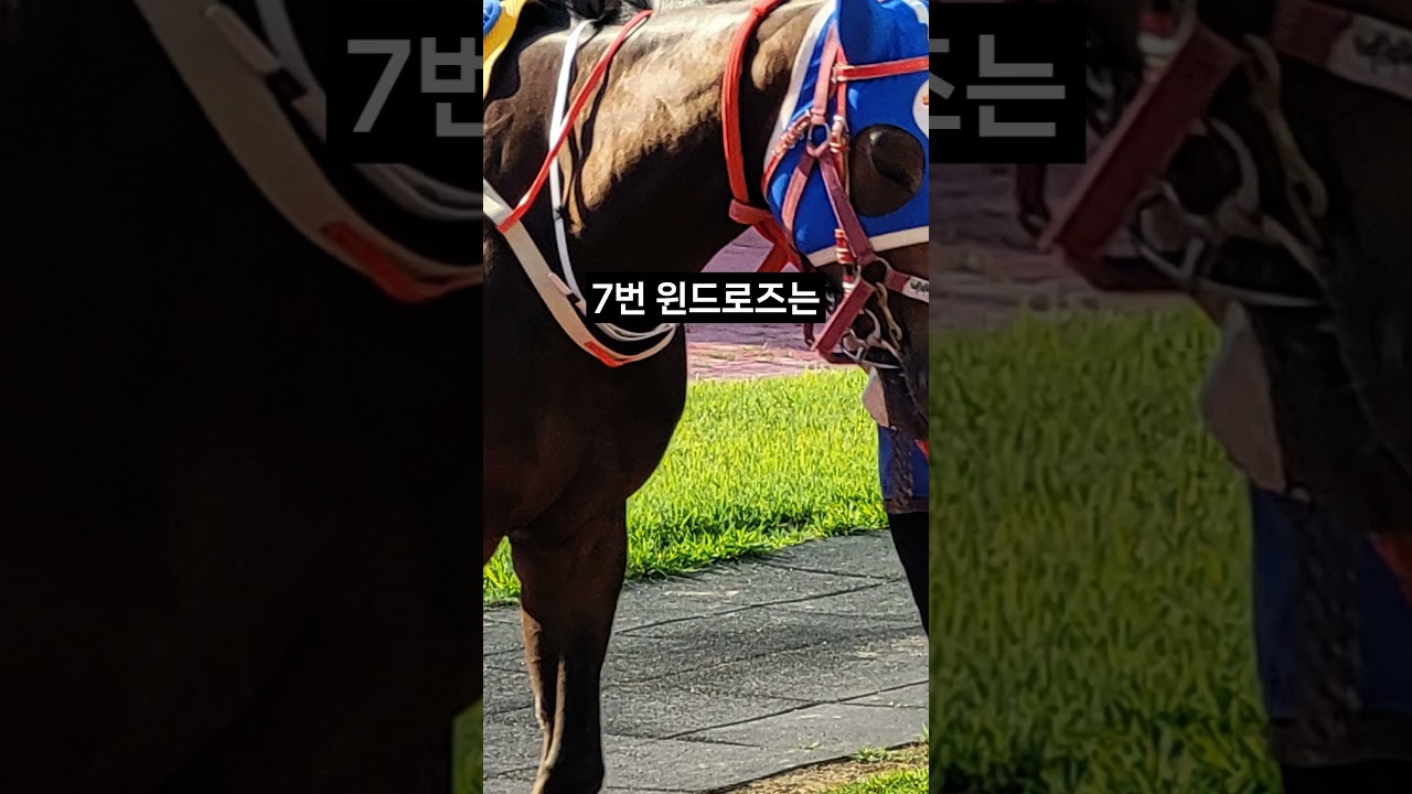 26.01.18 부산경마 05경주