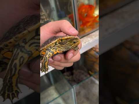 سلحفاه سعر على ٥٠٠٠ دينار عراقي