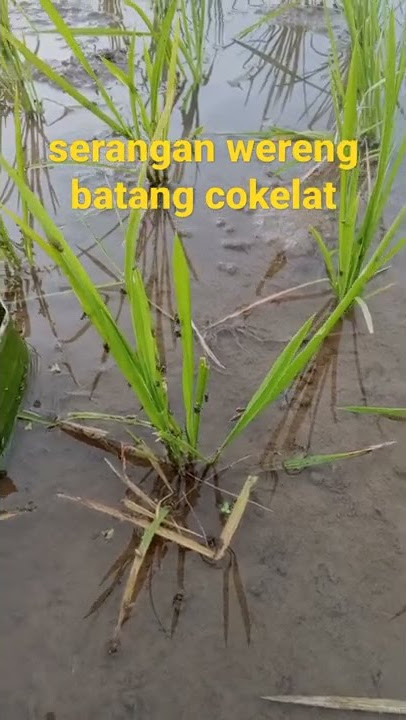wereng batang cokelat menyerang padi muda #wereng