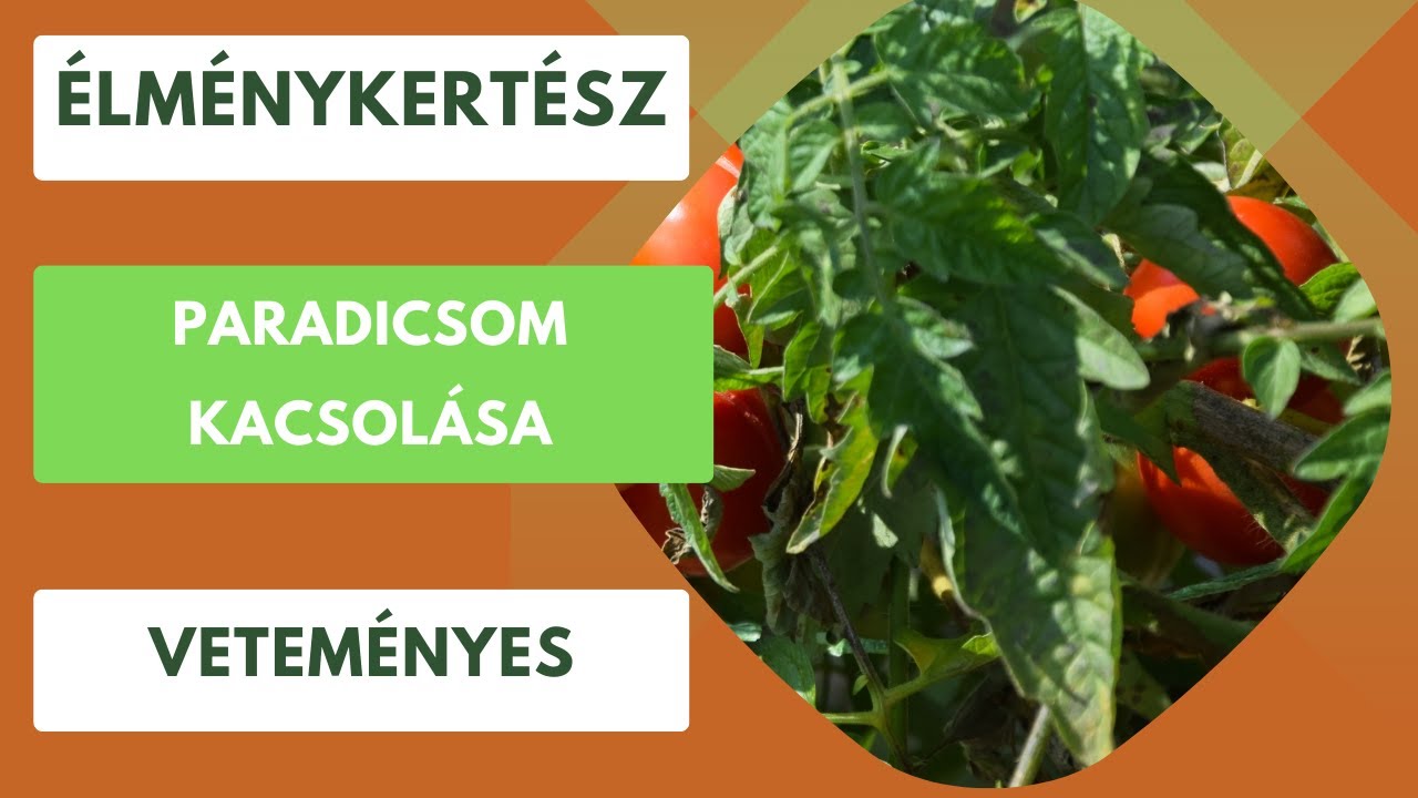 Paradicsom kacsolása!🍅