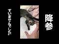 鳴きながら降参する猫。
