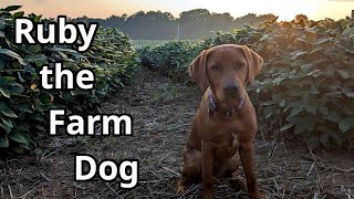Famous Ruby's Journey: From Puppy to Farm Dog Wealth