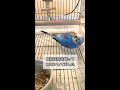 インコが寝転がる瞬間！！#shorts #インコまるけ #インコ #セキセイインコ