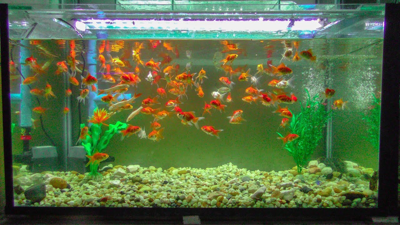 puppy paradise Goldfish are swimming and feeding in aquarium underwater viewer