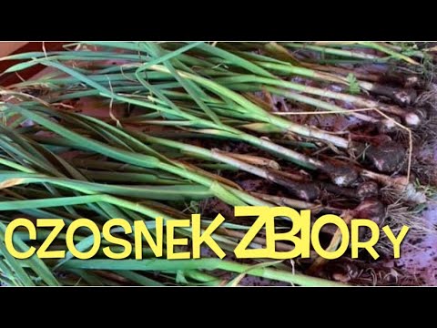 Wideo: Czosnek: Przygotowanie Do Zbiorów