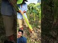 what happened after banana 🍌 grow 🪴#facts #trendingshorts #amazing #viral #3danimation