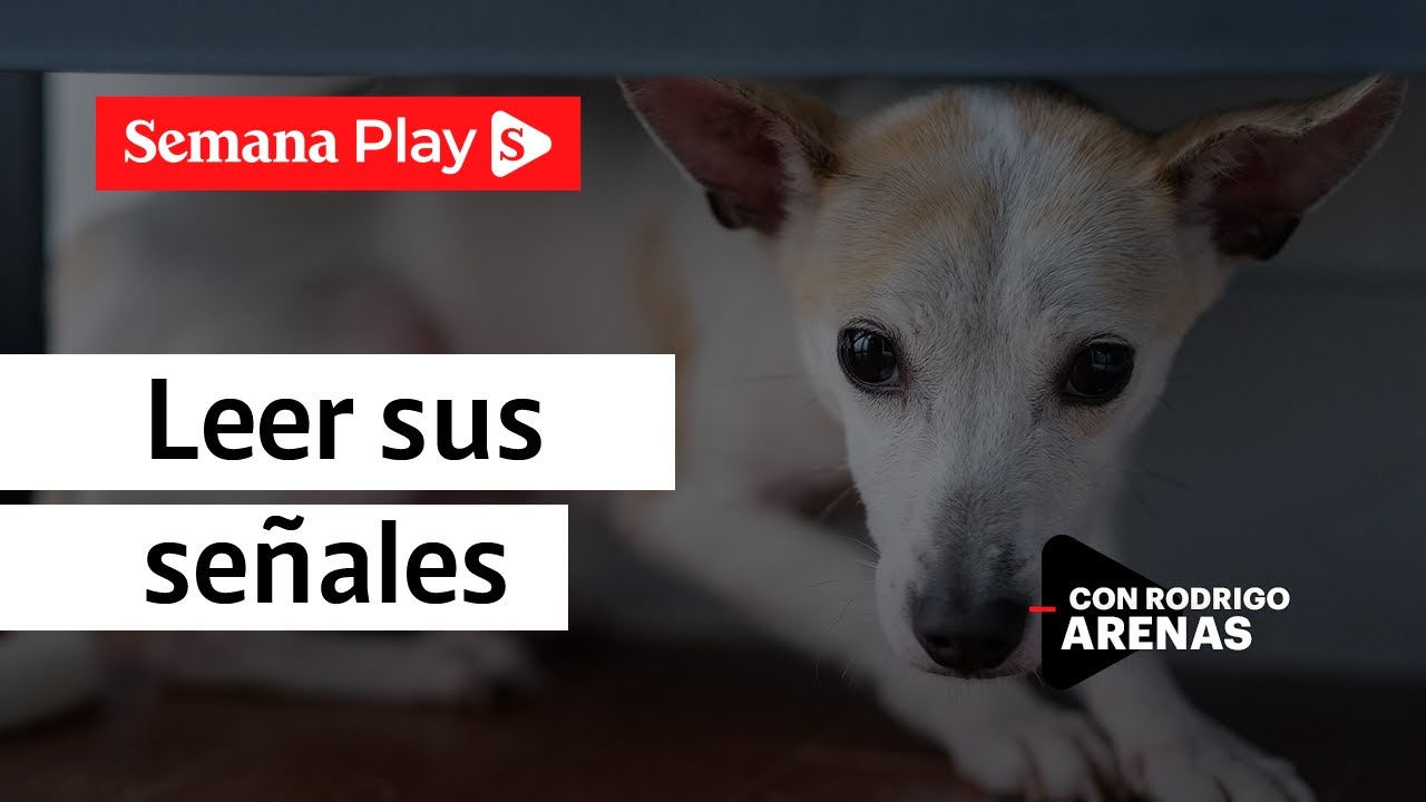 ¿Cómo saber si un perro tiene miedo?  | Rodrigo Arenas en EduCANdo Manadas