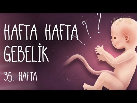 Hafta Hafta Gebelik 35. hafta