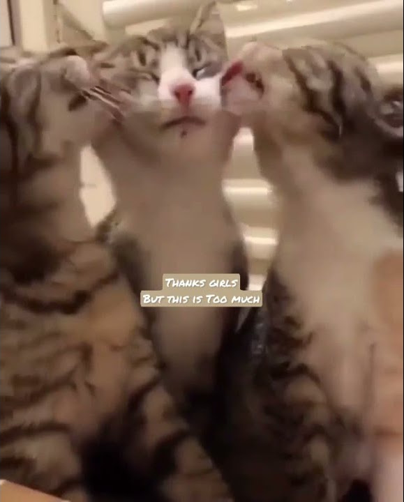lots of kisses 😽 #shorts #cats