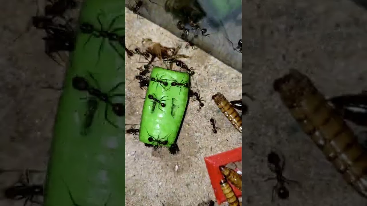 Can ants Eat CANDY? YouTube