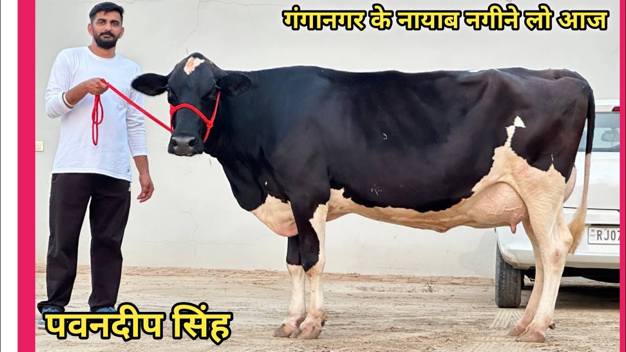 श्रीगंगानगर के नायाब नगीने लो आज। 7 गाय बिकाऊ दूध 20 से 30 लीटर। 7 Cow For Sale Ganganagar Rajasthan
