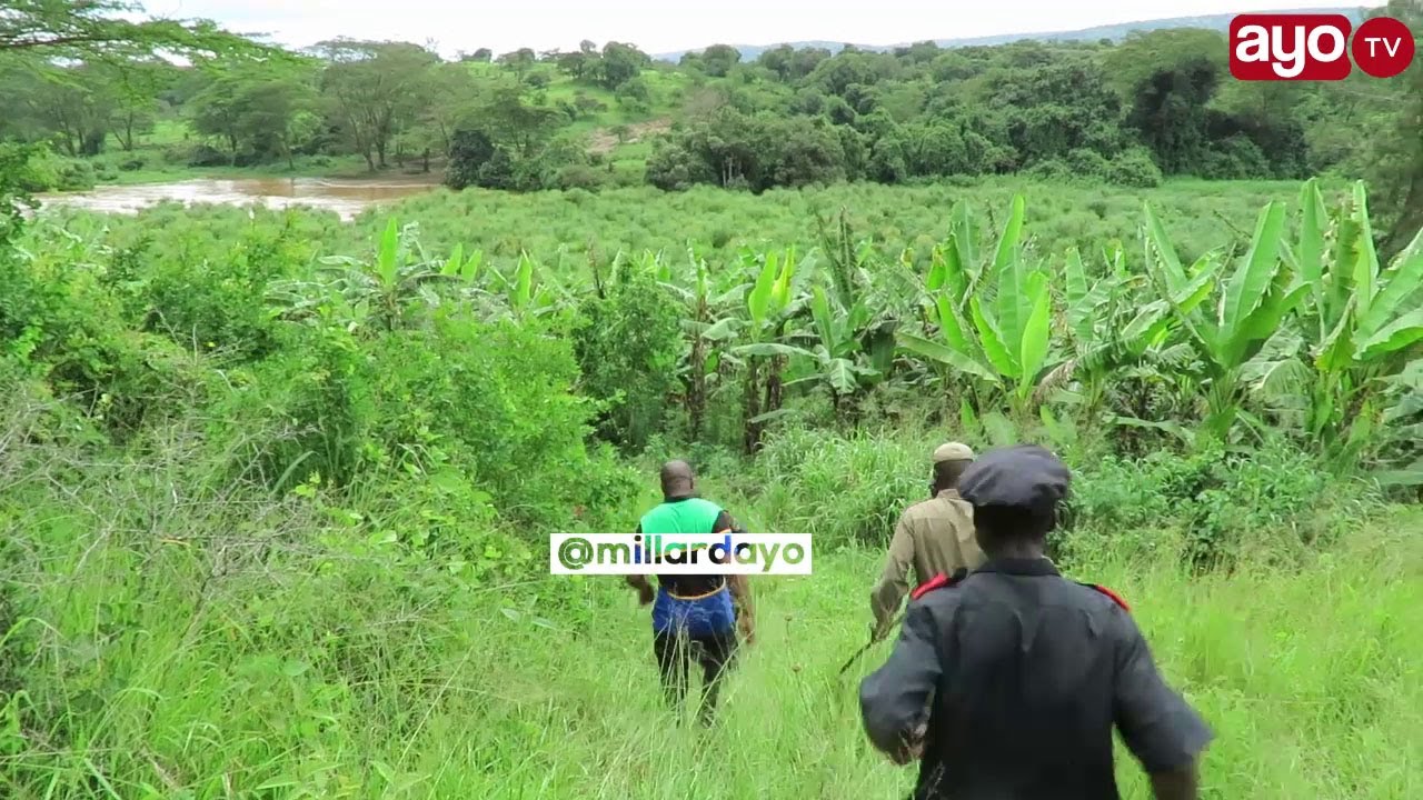 MASHAMBA 76 YA WAHAMIAJI HARAMU YAGAWIWA KWA WANANCHI, DC MWILA AONGEA.