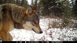 Remote trail camera activity from northern Canada