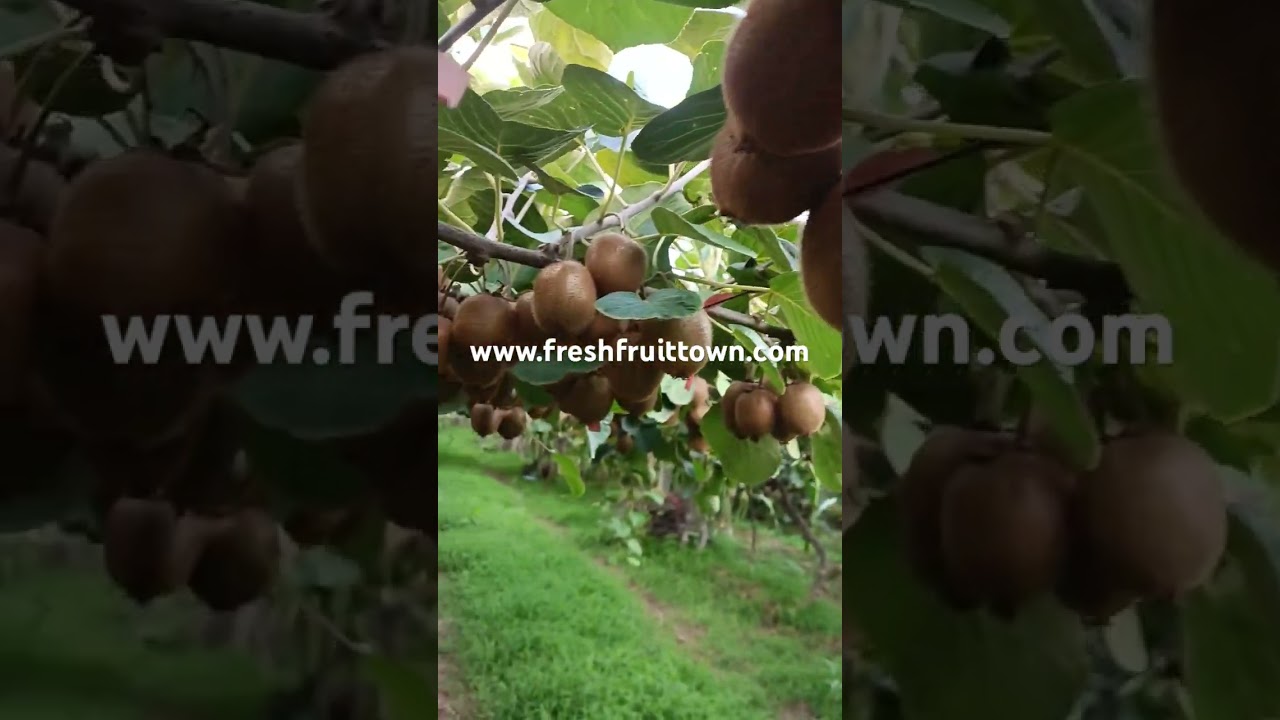 🥝✨ In the heart of Shaanxi, China, our orchards are filled with Xuxiang Kiwifruit