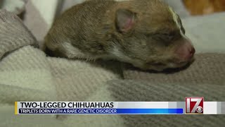 Two-legged triplet Chihuahuas born