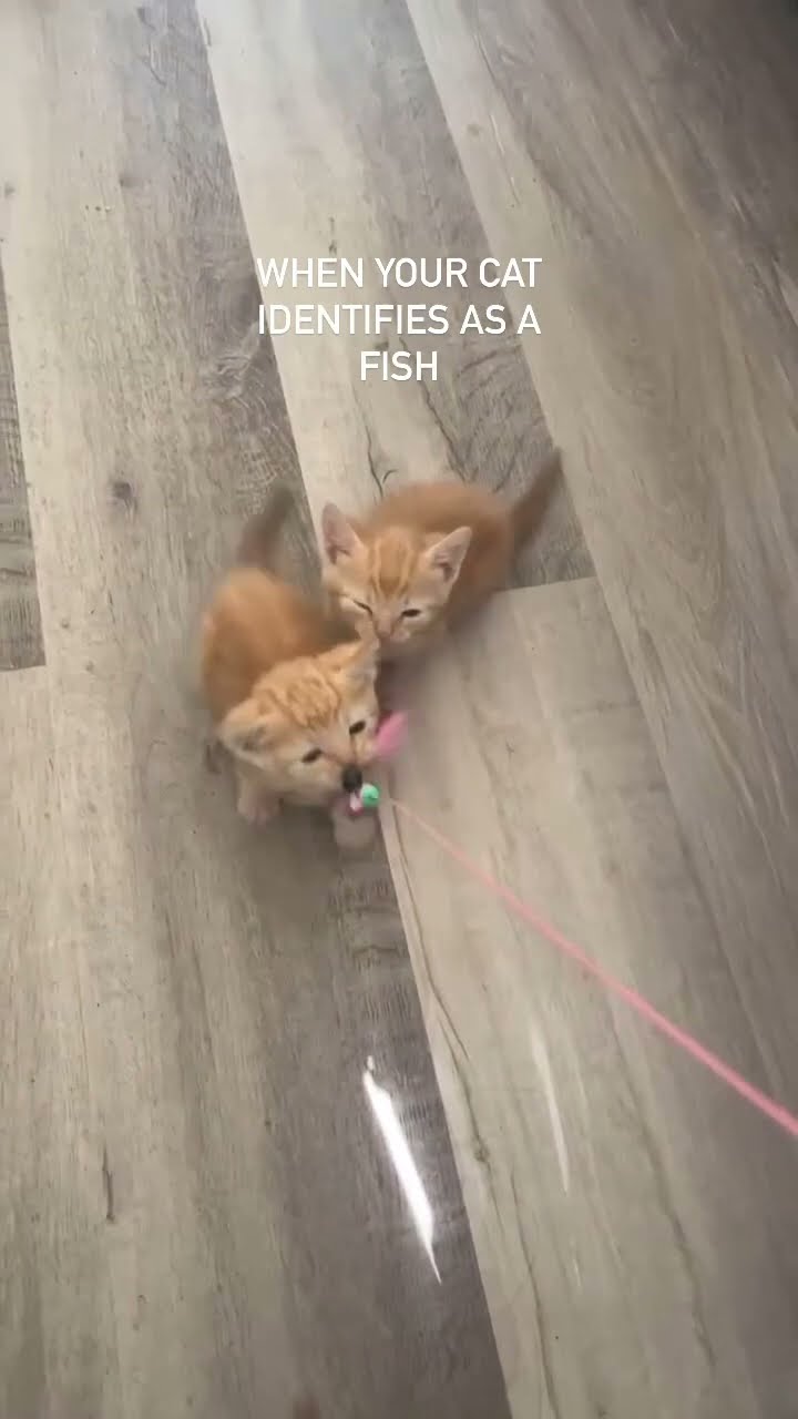 Kittyo like yeah I’m a fish it’s a good live to life