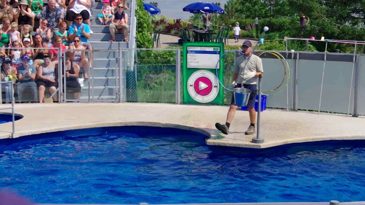 Un spectacle des phoques à l&rsquo;Aquarium du Québec!