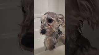 She is okay lmao #alpha #dog #dogwash #blanket