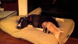 Abandoned Animal Rescue - Tomball, TX