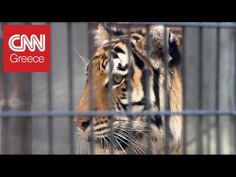 Βίντεο: Πώς να κρατήσετε ένα άγριο ζώο σε ζωολογικό κήπο