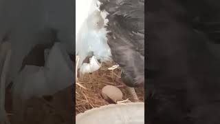 Hen Laying Egg ਮਰਗ ਅਡ ਦਦ मरग अड द रह