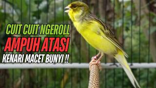 SUARA Kenari GACOR PANJANG Pancingan \u0026 masteran Kenari Paud AGAR gacor AMPUH Kenari MACET bunyii