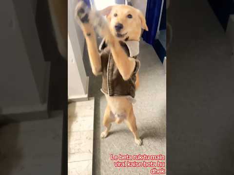 🤯“Golden Retriever soch raha hai… Padhai mushkil, biscuit easy”🤣 #shortsfeed #viral #dog #dogshorts by Shrestha_1official
