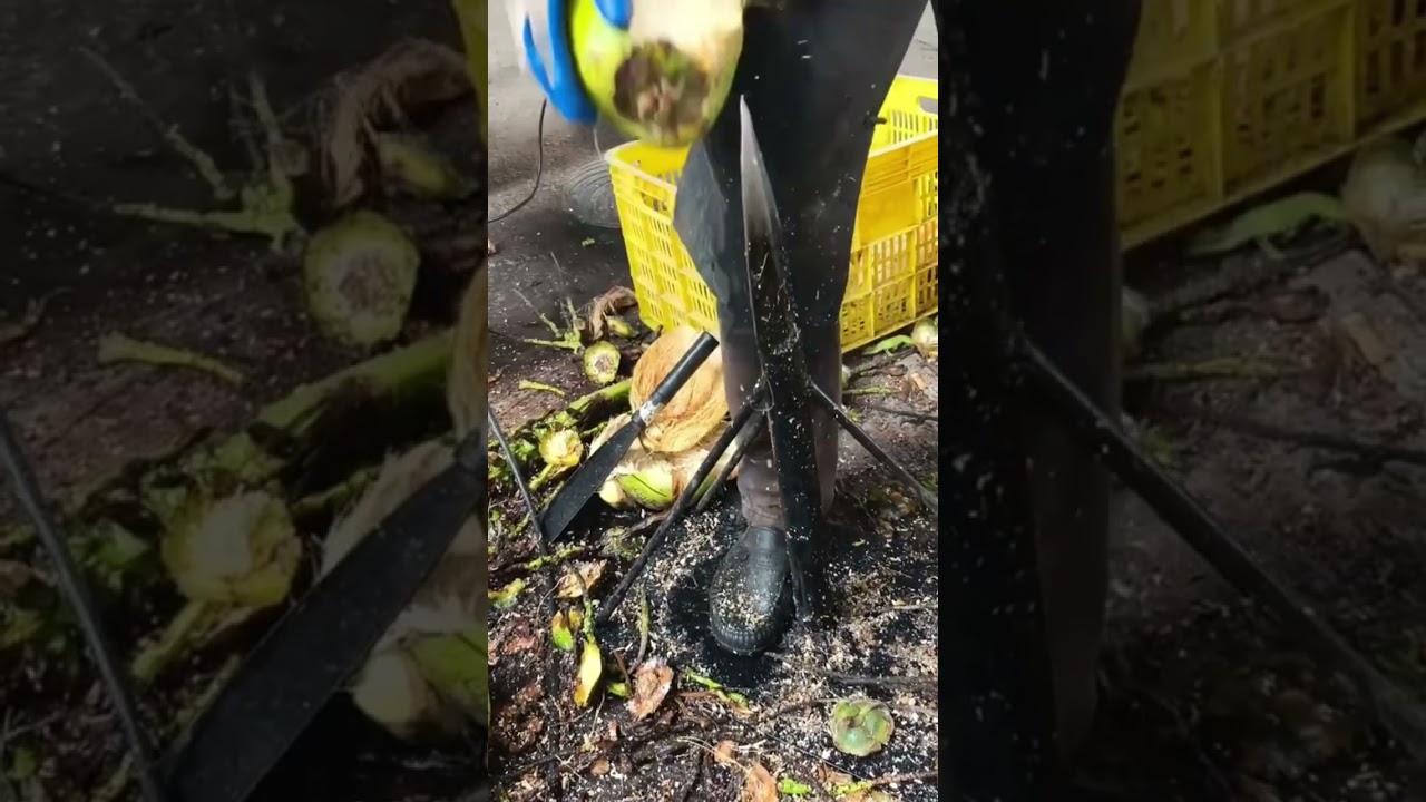 how to peel a coconut skin to make it easier to take the meat 