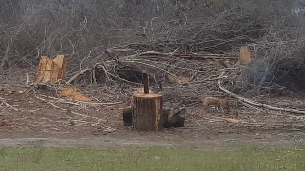 Reason for leash laws Cninton NC Pt 8 YouTube