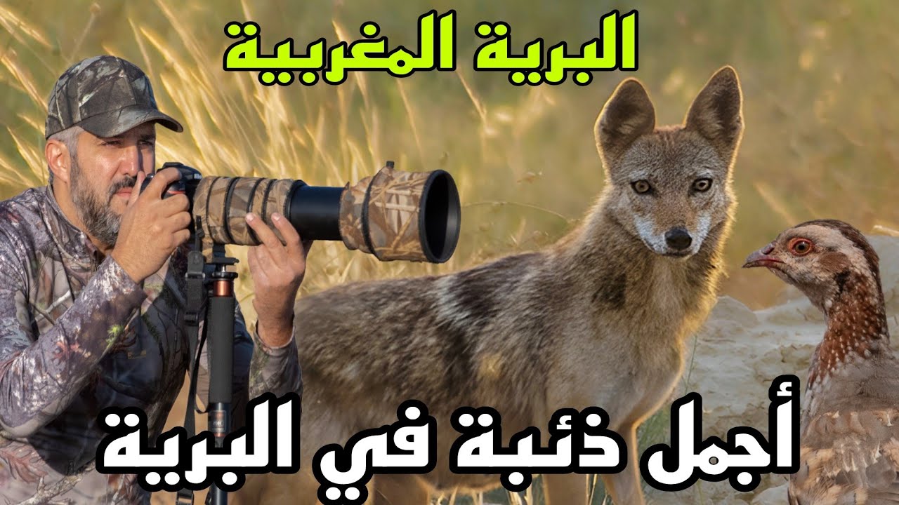 لقاء جديد مع ذئب و جرائه