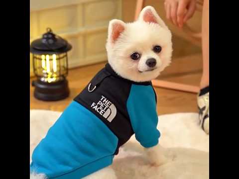 Толстовка для котів «Pet Face», синій, видео 1