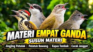 MATERI ISTIMEWA SIAP NAIK DAUN! JINGJING PETULAK PELATUK BAWANG KAPAS TEMBAK CUCAK JENGGOT GACOR