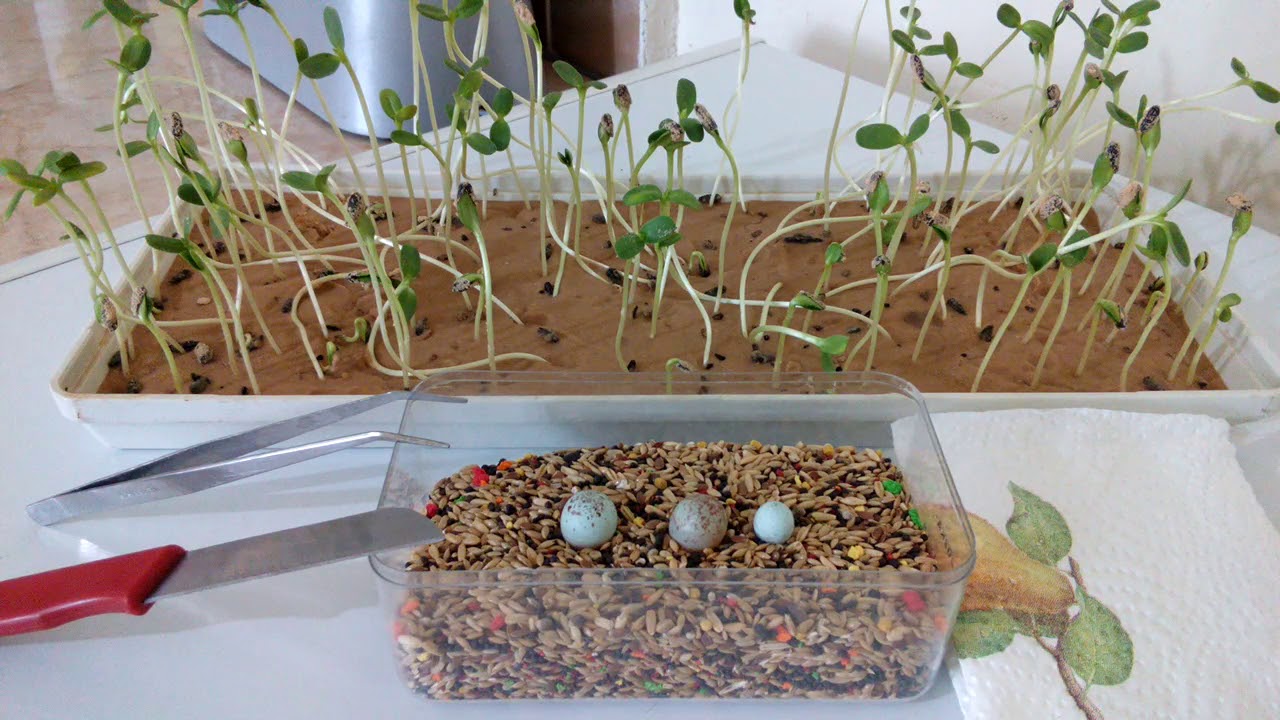 موت الفراخ داخل البيضة أسبابه و علاجه