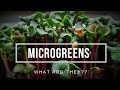 Microgreens - WHAT are they & HOW to use them.