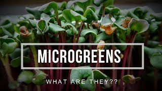 Microgreens - WHAT are they & HOW to use them.