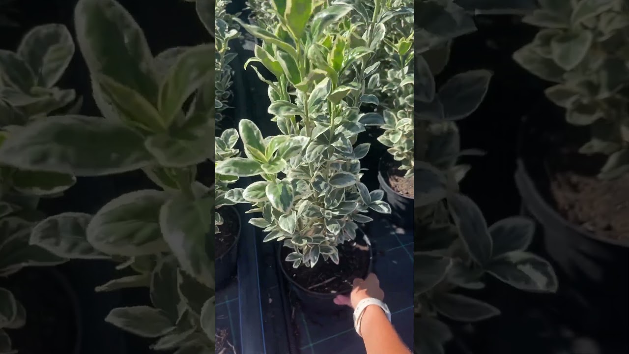 Бересклет «Браво» 850₽ ЗКС 🥰 #бересклет #бересклетбраво #питомникрастений #хвойные