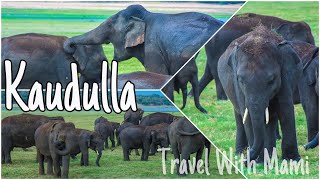 Kaudulla National Park | හබරන අලින්ට මොකද උනේ? | Sri Lanka | VLOG #3
